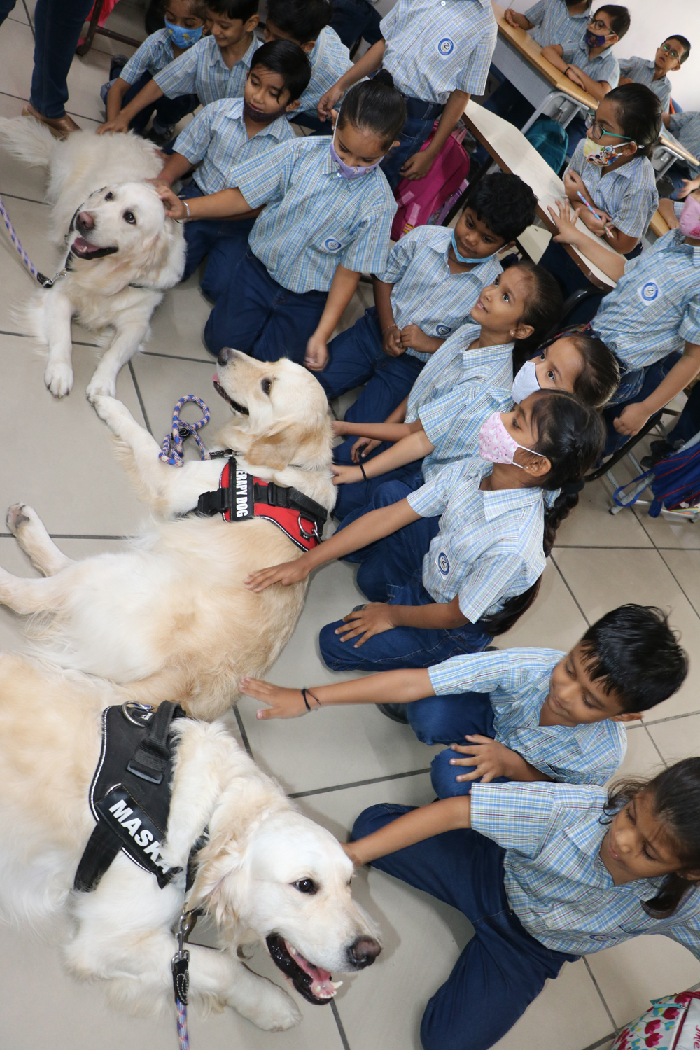 Smoky Therapy Dog with a child in a school setting
